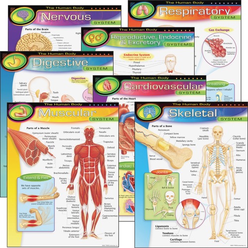 CHARTS,THE HUMAN BODY,7PC