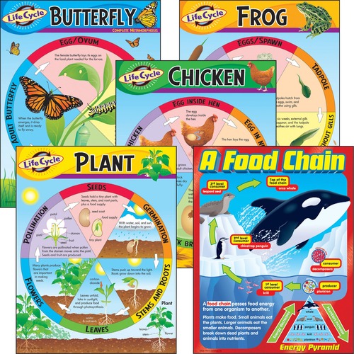Life Cycles Learning Charts, Grade K-3, 5/ST, Ast